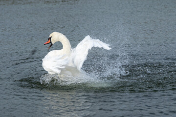 Swan having fun