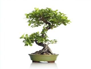Miniature bonsai tree in a ceramic pot isolated on white background
