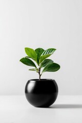 Small potted plant, vibrant green leaves, simple black pot