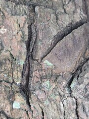old tree trunk for nature photo background