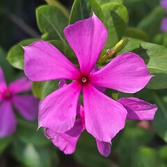 Periwinkle flower, Catharanthus roseus, Genus Catharanthus in the park