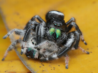 A mating pair of Phidippus audax jumping spiders. The male, with striking metallic green chelicerae, is positioned over the lighter-colored female, 03 juny 2025 Indonesia