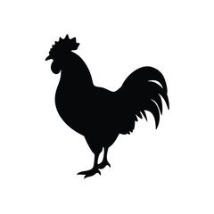 rooster isolated on white