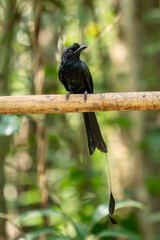 Greater Racket-tailed Drongo - Dicrurus paradiseus, iconic black perching bird from Southeast Asia forests and woodlands, Bishan, Singapore.