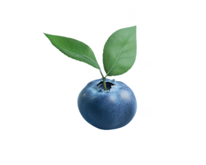 Blueberry berry png fresh blueberry png wild berry png blue fruit png ripe berry png healthy berry png natural fruit png juicy blueberry png transparent background image