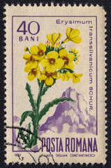 Yellow Wallflower Erysimum transsilvanicum flower on a 1967 Romania postage stamp