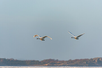 Swans gracefully flying over icy waters in Sweden during the winter season