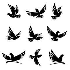 Black and white bird 36
