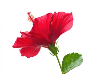 Fototapeta premium Bright red hibiscus flower with green leaves on white background 