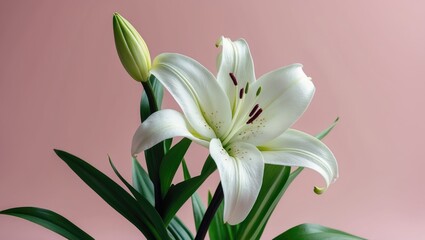 Close Delicate White Lily Blossom