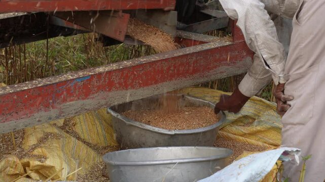 wheat being harvested