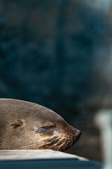 Obraz premium Close-up portrait of cute sleeping African fur seal.