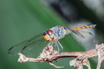 Dragonfly perching on a branch with blurred green background