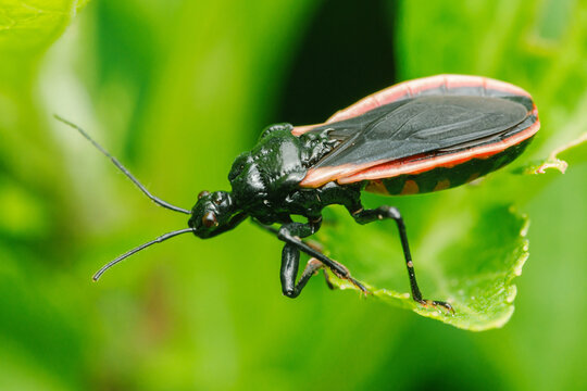 Platymeris biguttatus insect standing on a green leaf