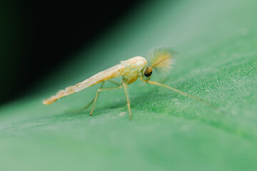 Tiny fungus gnat resting on vibrant green leaf