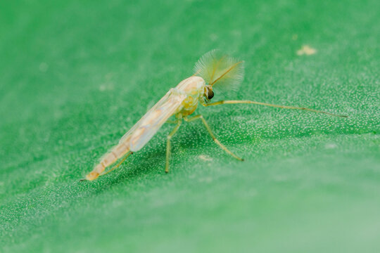 Tiny fungus gnat resting on vibrant green leaf