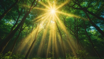 Tree with Sunrays through the Canopy in Forest