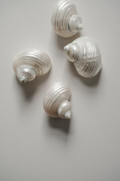 Shell