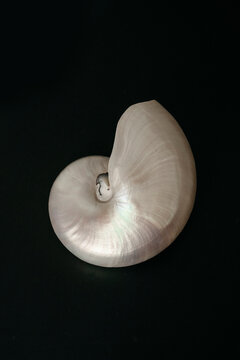 Shell