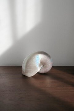 Shell