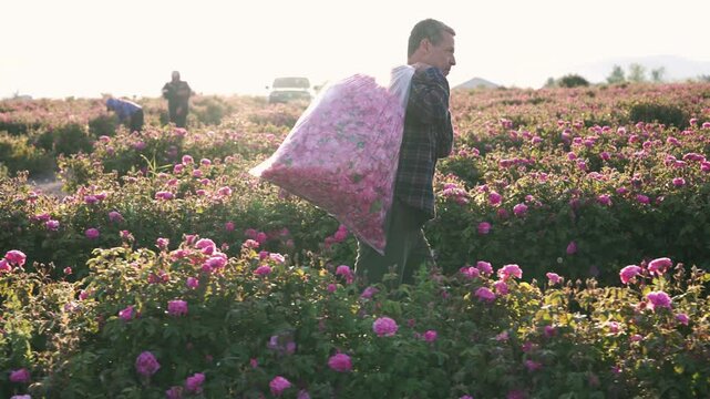 Rose harvest. A man picks roses during the rose harvest at the cosmetics production facility and oil