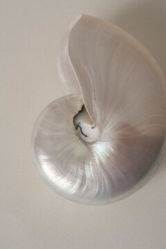 Shell