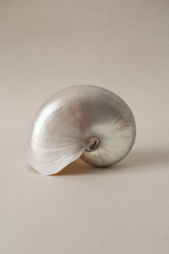 Shell
