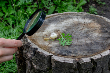 girl looking at snail through magnifying glass, researcher. Selective focus