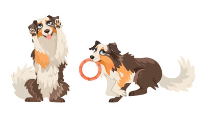 Playful Collie Dogs Happily Enjoying Their Time Together and Having Fun Outdoors