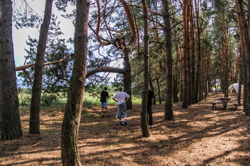 teenage boys walking in a pine summer forest, one climbed a tree, going for needles, entertainment,...