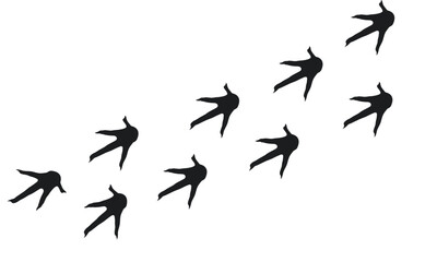 Bird tracks scattered across a white background.