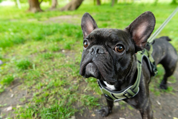 Obraz premium Close-Up Portrait of French Bulldog Outdoors on a Leash