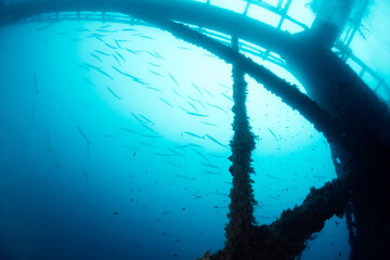 underwater image of a sunken structure in the sea with a school of barracudas in the background,...