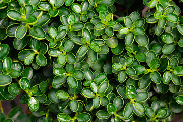 Closeup The Glossy leaves texture and round shape of Banyan Tree (Ficus Annulata) as green leaves...