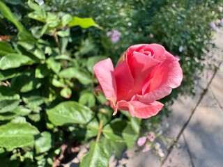 A blooming pink rose (Rosa spp.) surrounded by vibrant green foliage in a sunlit garden, captured in natural daylight from a low angle.