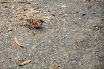 Bird of Bhutan A Bhutanese Sparrow, Punakha