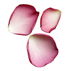 Three pink petals of a flower are shown in a close up