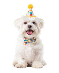 Cheerful Maltese dog wearing colorful party hat and polka dot bow tie, exuding joy and celebration. This adorable pet is perfect for festive occasions and brings smile to everyone