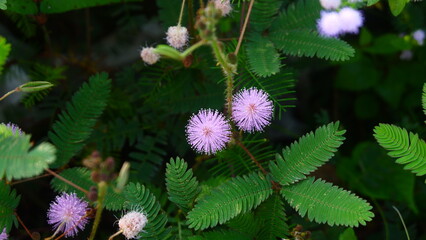 Mimosa Pudica Plants with Pink and Red Wildflowers in Natural Habitat