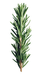 Fototapeta premium Rosemary sprig isolated on transparent background. PNG
