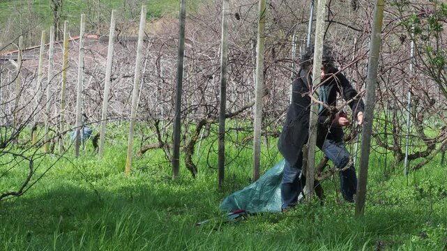 female farmer bends to gather dry grapevine cuttings after winter pruning in a vineyard near Castell&rsquo;Arquato, placing them in a green waste sack between mossy trunks, real time, static camera view