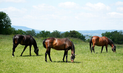 Obraz premium Three beautiful brown horses peacefully graze in a green meadow