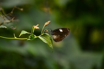 Common Indian Crow Butterfly (Euploea core) Perched on a Green Plant in Natural Habitat