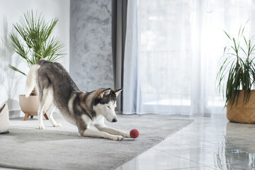 A Siberian husky is playfully crouched, about to pounce on a red ball. The modern living room is...