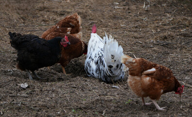 Four domestic chickens foraging on the ground in a farmyard