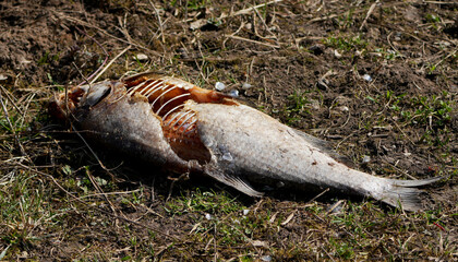 Dead fish, possibly a Carp, Cyprinus carpio, decaying on the ground