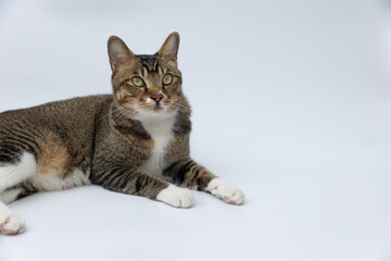 Cat lying on the white floor.
