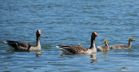 Greylag Goose family, Anser anser, swimming on clear blue water