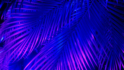 Neon blue and purple palm fronds tropical night