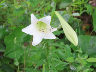 開花した白い百合の花